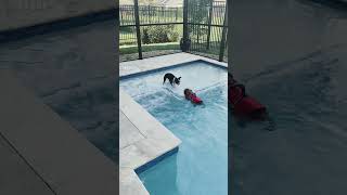 Lucy Brussels Griffon swimming again! #brusselsgriffon #dog #pet #puppy