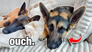 My Dog Got Hurt...
