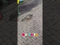 Ducks are so cute 😍🦆 #amsterdam #netherlands #cute #duck