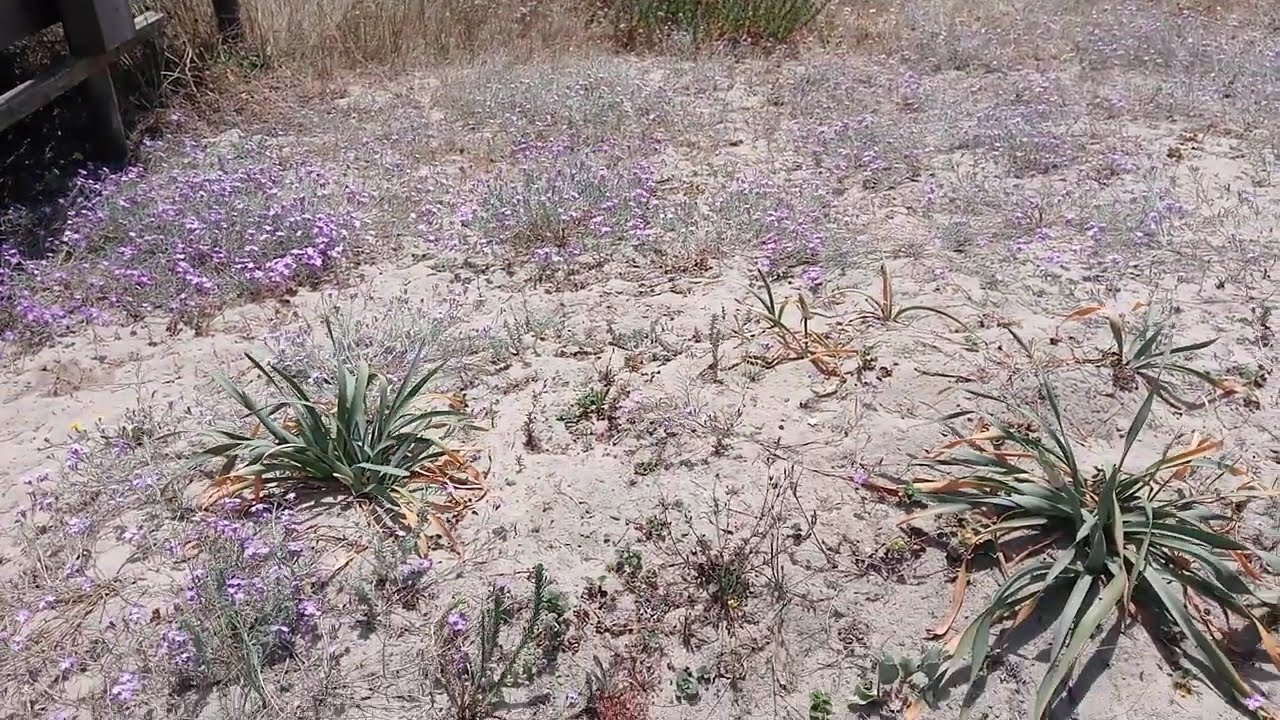 Лагуна Эшмориш. Пешеходная дорожка на пути к пляжу. 