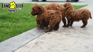 Lovable Mini Poodle Puppies