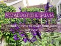 Everything to know about salvias and how to take cuttings from your own plants