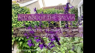 Everything to know about Salvias, and how to take cuttings from your own plants!