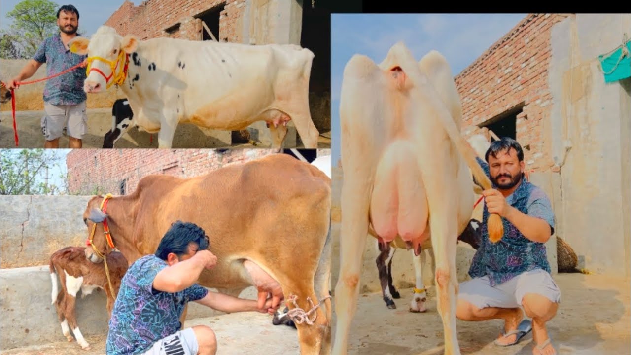 ਇੱਕ ਤੋਕੜ ਗਾਂ ਤੇ ਤਿੰਨ ਤਾਜ਼ੀਆਂ ਸੂਈਆਂ ਗਾਵਾਂ ਵਿਕਾਉ 👌🏻🔥ਘੱਟ ਰੇਟ 😱🔥Bawa dairy farm 