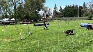 Coast - Happy Dog USDAA - Biathlon Jumpers 5/11 by Katherine McGuire 2 views 18 hours ago 58 seconds