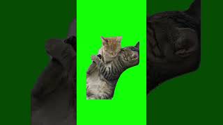 Cats cuddling Green Screen Meme Template #cats #cute #greenscreenvideo