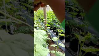 Review perkembangan tanaman melon Inthanon dan melon dalmation umur 19-20 hst #meloninthanon