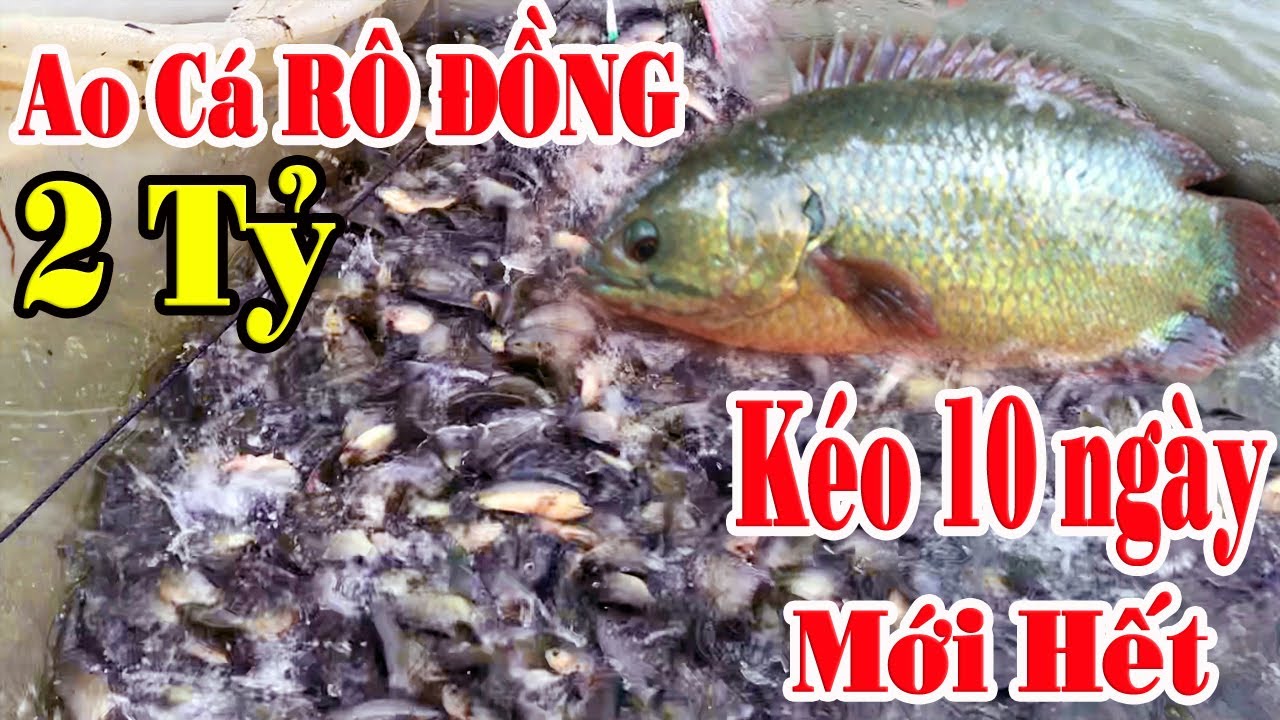 THAM QUAN MÔ HÌNH NUÔI CÁ RÔ ĐỒNG LỚN NHẤT TỈNH TÂY... - youtube