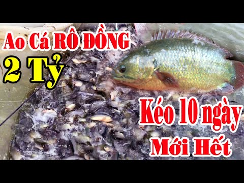 Video THAM QUAN MÔ HÌNH NUÔI CÁ RÔ ĐỒNG LỚN NHẤT TỈNH TÂY... - youtube