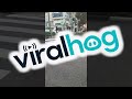 Boar Learned To Use Crosswalks In Israel ViralHog Boar Learned To Use Crosswalks In Israel ViralHog