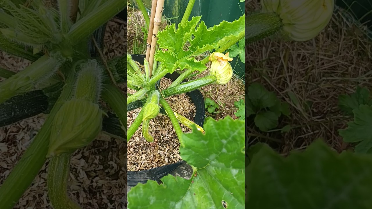 courgettes (How does your garden grow) 