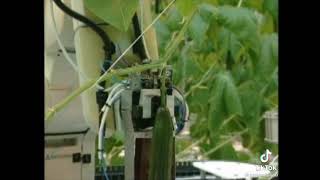 Cucumber Robot & Komkommer Robot Please follow our Youtube Account👍