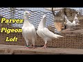 Parvez pigeon loft visit8910949504