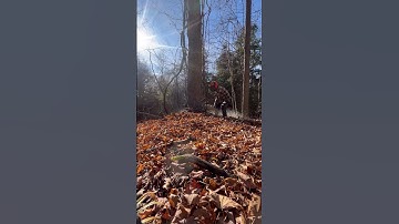 Logging BIG hardwood! 🪓 #stihl #grapevines #logging #loggingvideos #chainsawman #felling #loggers