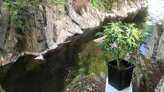 HWG Planet Cannabis V.1