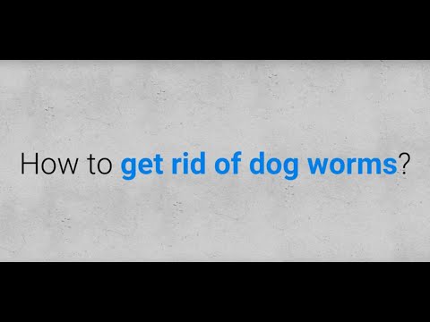 Video: How to Tell If Your Dog is Depressed (with Pictures)