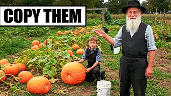 Amish Secret To Growing Giant Pumpkins