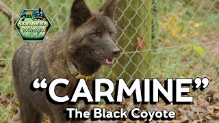 "Carmine" the Black Coyote of Atlanta!