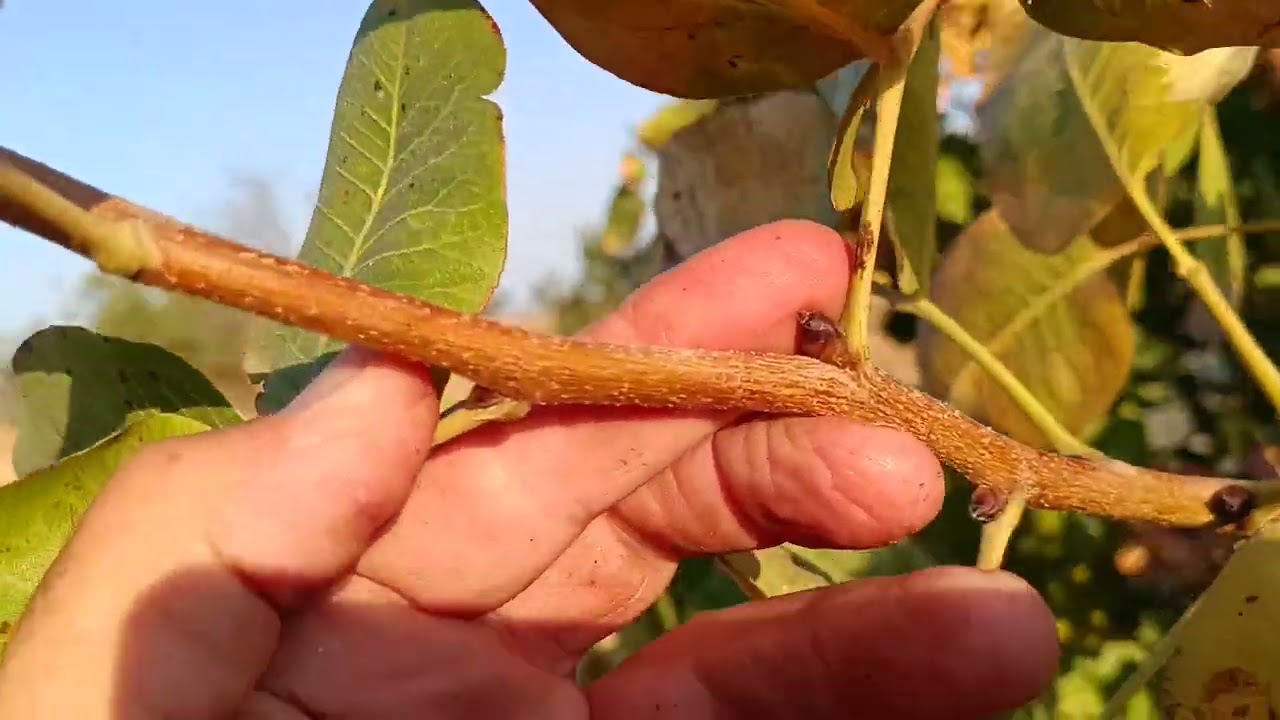 Σύγκριση ποικιλιών φυστικιάς Αιγίνης Ποντίκης Σιρόρα.
