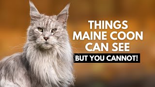 10 Things Your Maine Coon Can See and Hear That You Can’t!