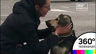 В аэропорту "Домодедово" нашли потерянную неделю назад собаку В аэропорту "Домодедово" нашли потерянную неделю назад собаку