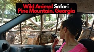 Wild Animal Safari Pine Mountain Georgia