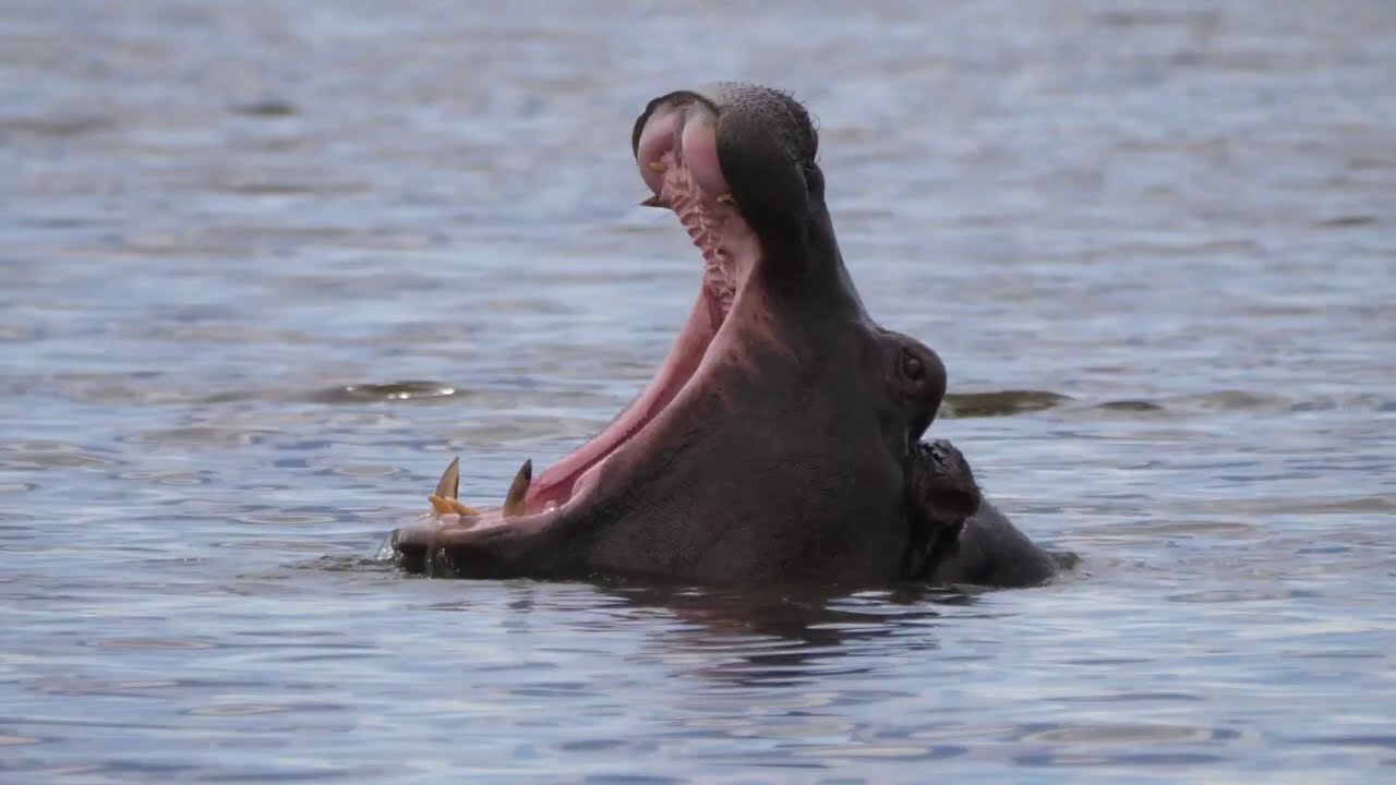 Hippo Kills Antelope To Feed Wild Dogs Youtube Hippo Kills Antelope To Feed Wild Dogs Youtube