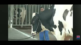 Insane Power Meet The Powerfull Abs Rodeo Bull