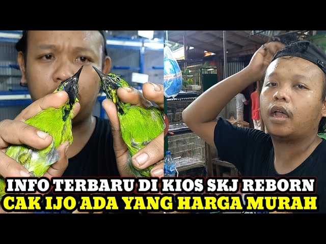 CAK IJO HARGA MURAH!!! INFO HARGA BURUNG HARI INI DIKIOS SKJ REBORN PASAR BURUNG PRAMUKA class=