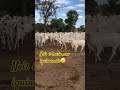 Nois é bruto nao iguinorante#gado #pecuarista #fazenda #mercadoagricola #agro #agroemfocotvdigital