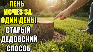 видео: Я удалил старый пень за один день! Дедовский секрет, который разрушает дерево без топора и техники! картинка: Я удалил старый пень за один день! Дедовский секрет, который разрушает дерево без топора и техники!