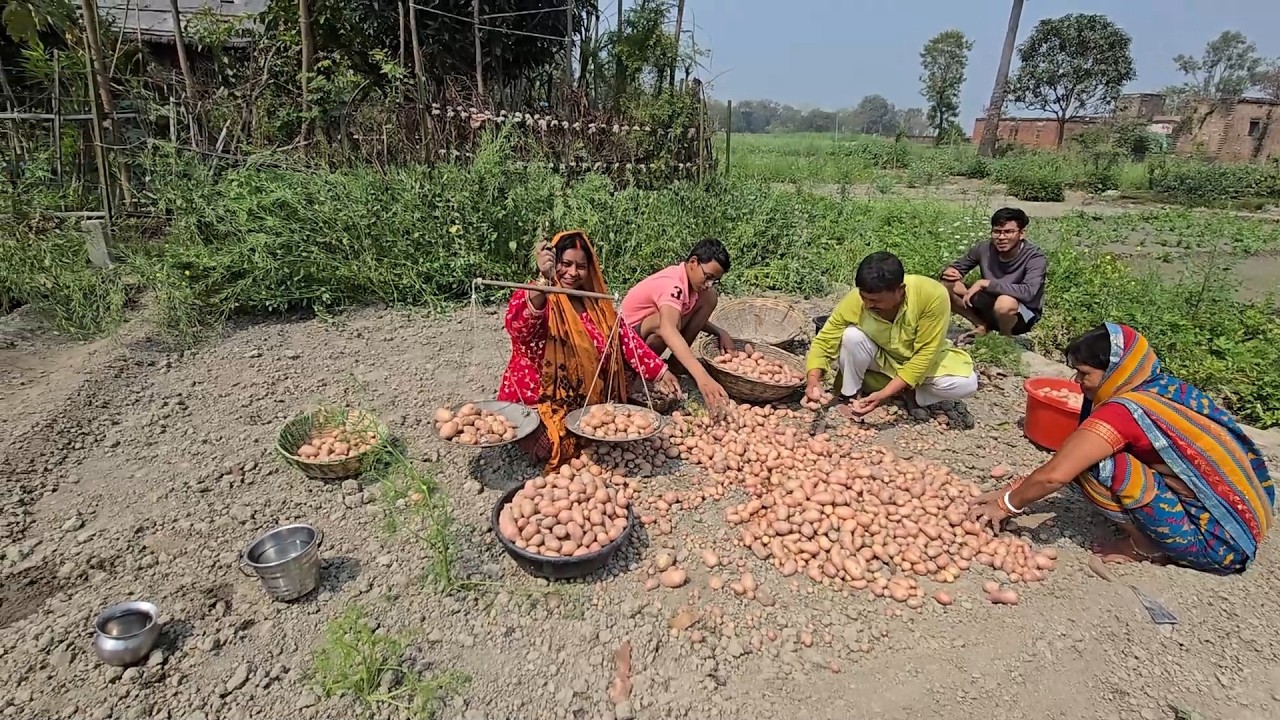 होली के बाद खेत से निकाले खूब सारे आलू आज पूरा दिन यही लग गया🤗🛖
