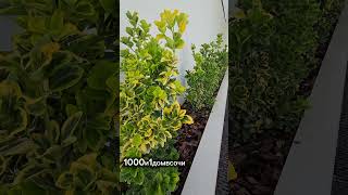 8-999-634-39-59 Константин #1000и1домвсочи #элитныйсочи #домвсочи #недвижимость #купить #купитьдом