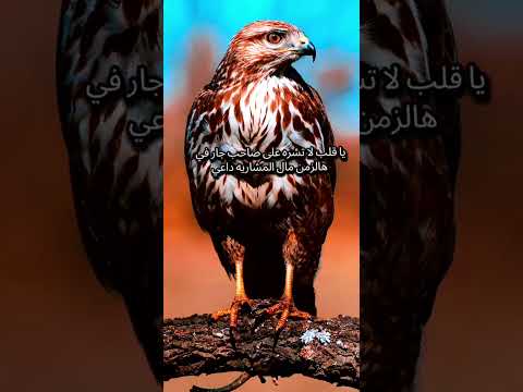 اللي تحسبةمسندك مثل سنجار تاليه يطلع مثل تل صن شيلات اكسبلور  شعر وقصائد اغاني 