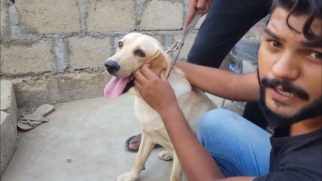 British Labrador vs American Labrador_in hindi urdu /NS kennel vlogs