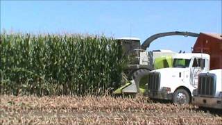 COELHO CUSTOM CHOPPING (CHOPPING CORN)