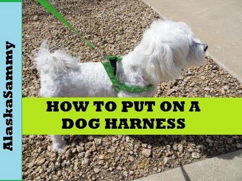 How to Put on a Dog Harness Dollar Tree Harness - YouTube