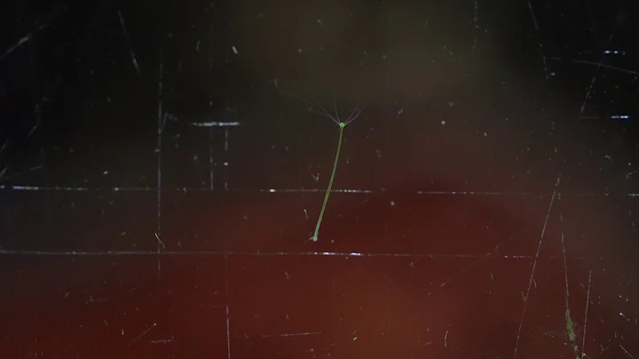 Hydra in freshwater aquarium Macro footage A7iii 4k