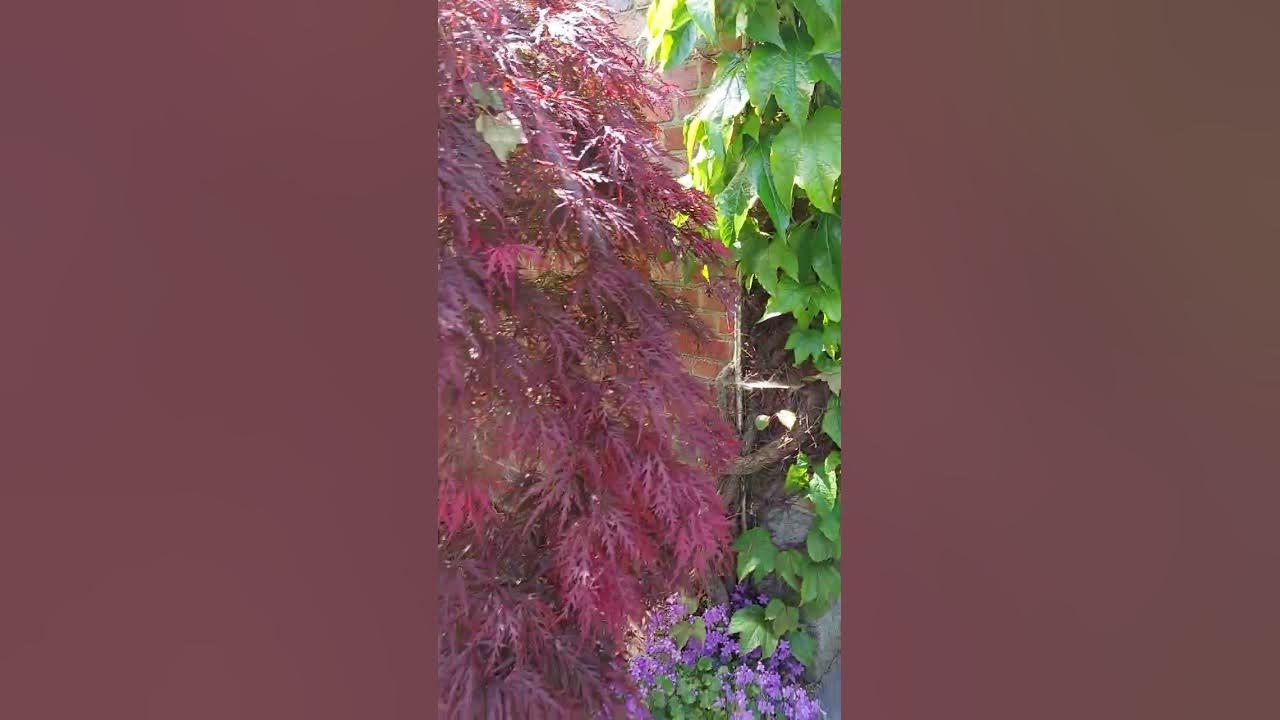 A life without dreams is like a garden without flowers, this is our