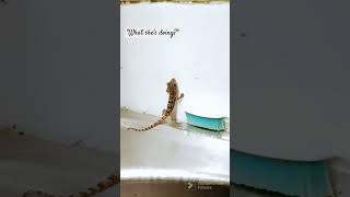 "Have you ever seen baby lizard??"#lizard #tiny #baby #funnyvideo #cute #viral #youtubeshorts #fun