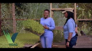 Kutana Na Raha Aloyce Fereta Mama Wa Watoto Wawili, Mkulima Wa Kilimo Cha Mbogamboga Voagtv