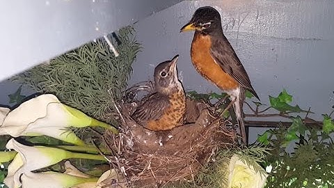 Robins Nesting Part 7 Final - Time Lapse Video