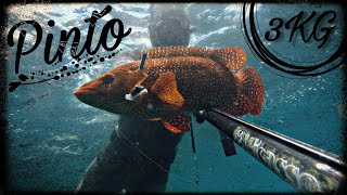 Pesca submarina en Galicia - Pinto gigante 3 KG