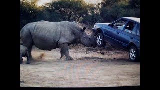 Rinoceronte Atacando