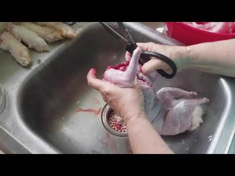 Killing and processing rabbits for food