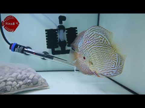 Altum Flora Discus