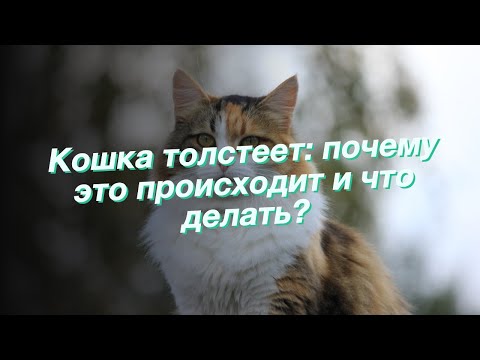 Видео: Советы по снижению веса кошек от 33-фунтовой кошки Бронсона