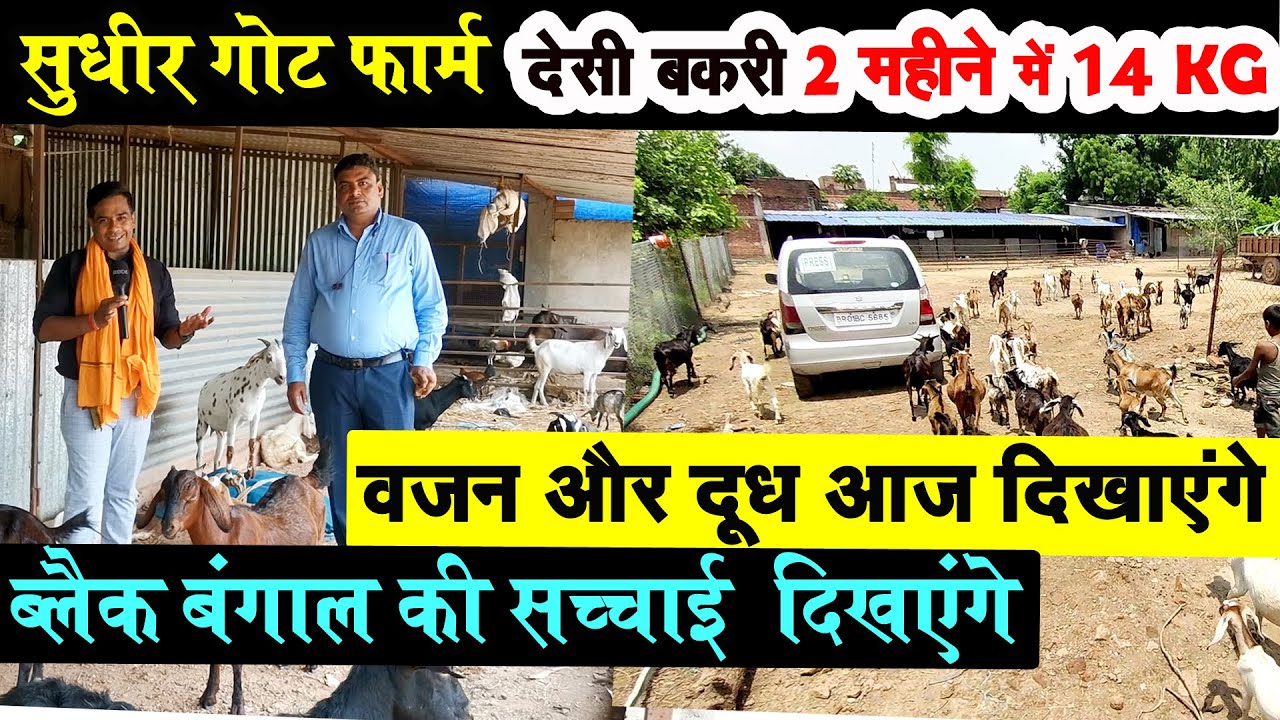 SUDHIR GOAT FARM पर देसी बकरी 2 महीने में 14 kg का देखकर अच्चम्भित हो गया ,BLACK BENGAL GOAT FARMING