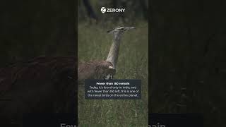 Great Indian Bustard India’s rarest birds explained bird watching | zerony