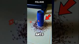 Why Do These Ants Spin Around Weirdly? You Wont Believe It